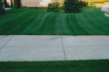 Lush Lawn