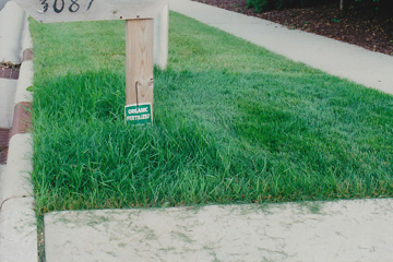 Lush Lawn